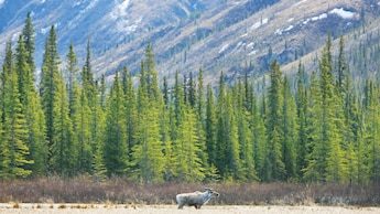 A moose roams in front of tall evergreen trees at the foot of a mountain
