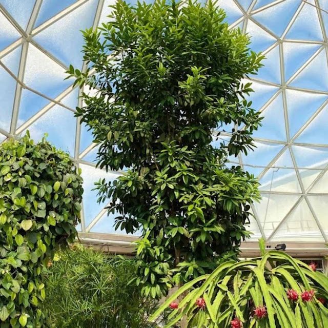 Popular Epcot Enchanting Tours Return Since COVID-19